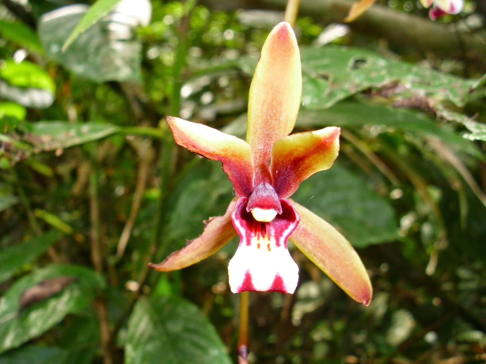 Orchid species in Peat Land  Berbak NP