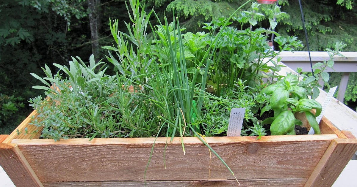 Art Garden Diva: Herb Garden in Containers