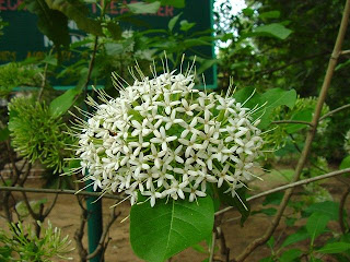 VƯỜN CÂY ĐV II - Page 38 Pavetta_indica-fl-1