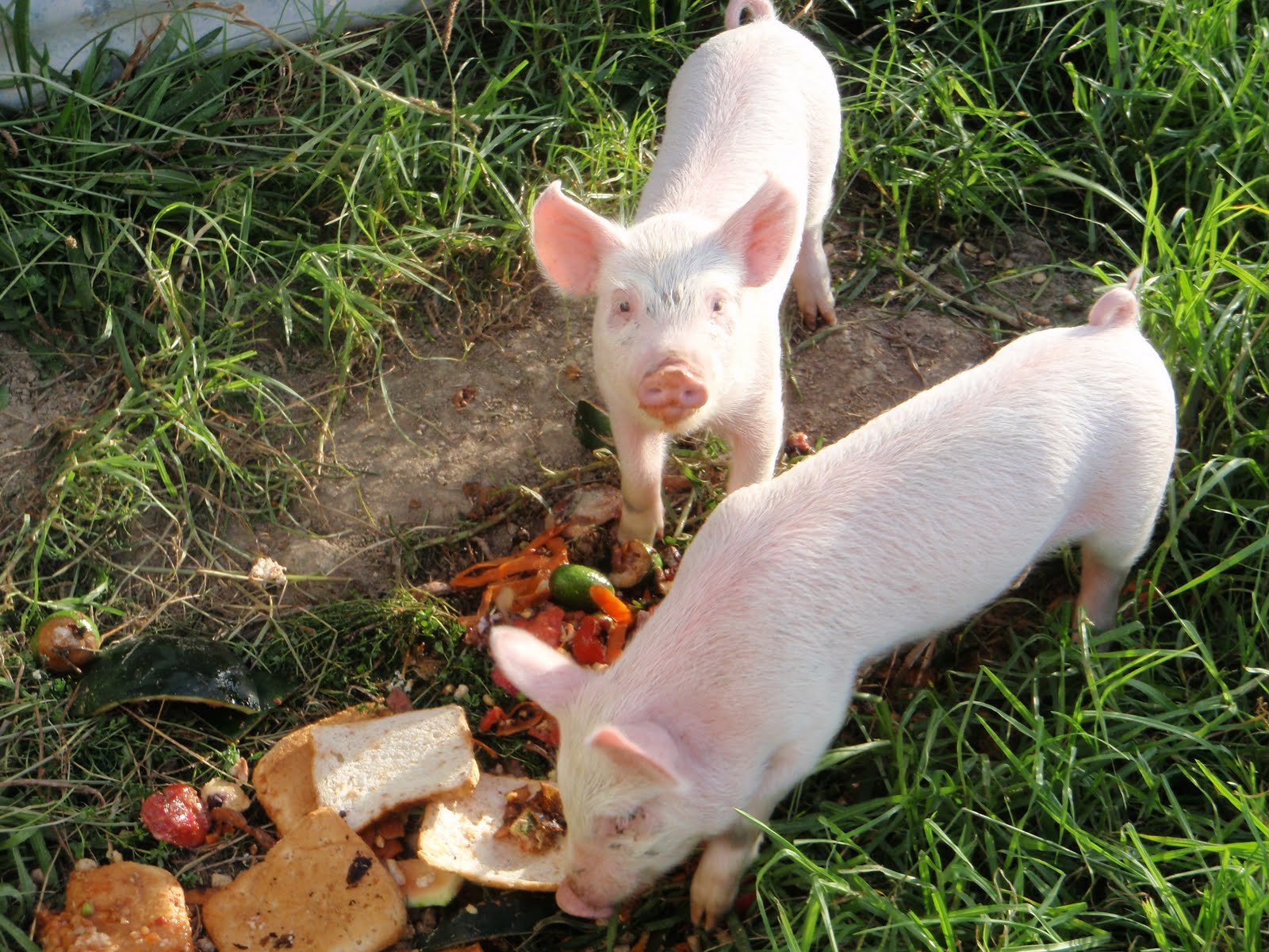 cabbage tree farm New pigs!