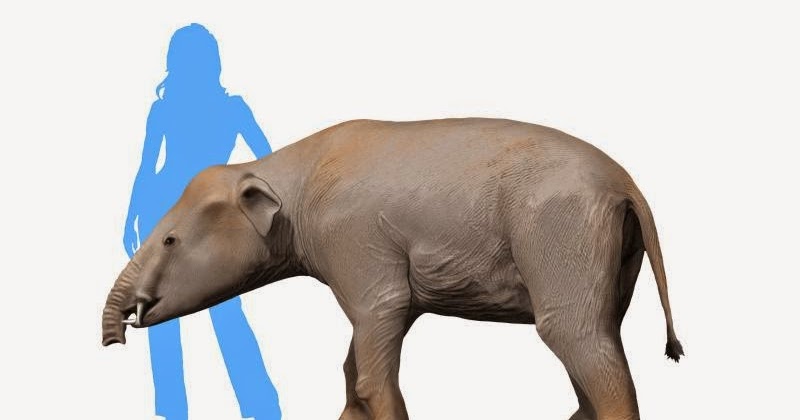 Spinops Palaeomastodon beadnelli