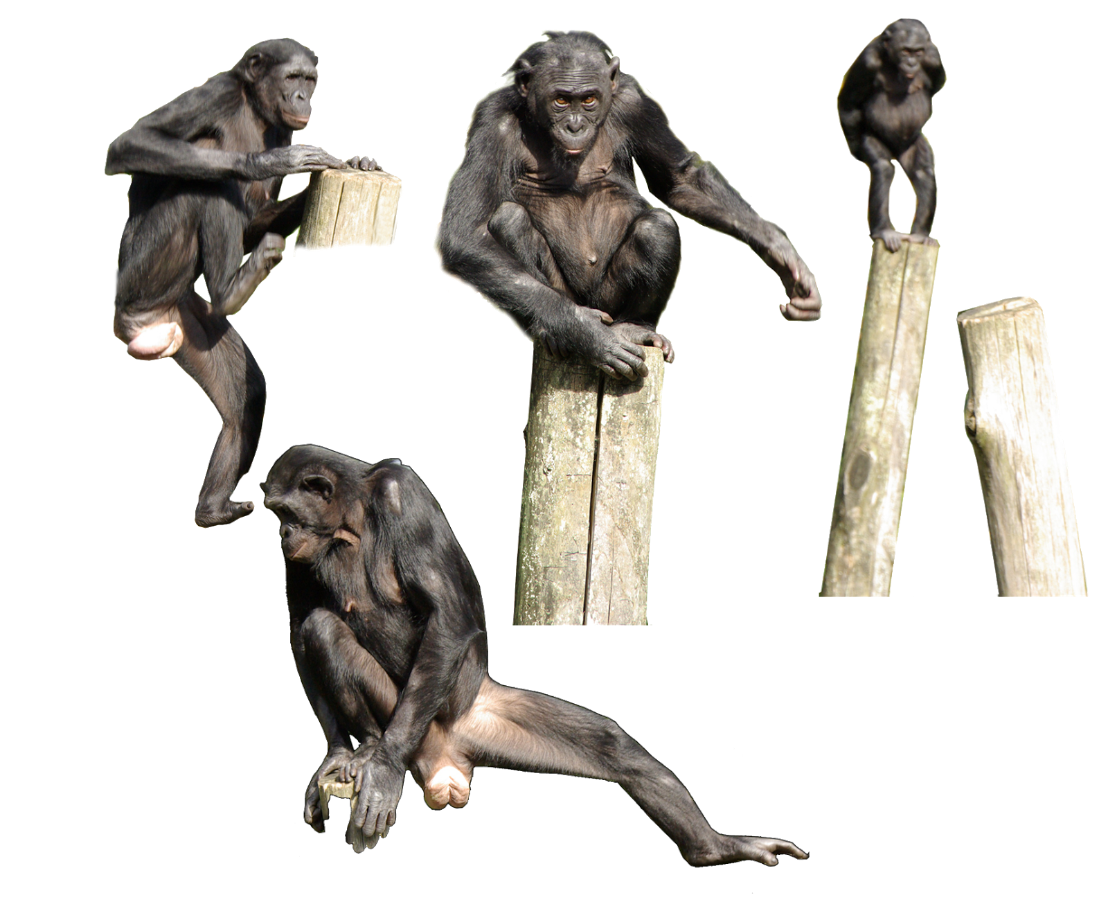 I, Bonobo