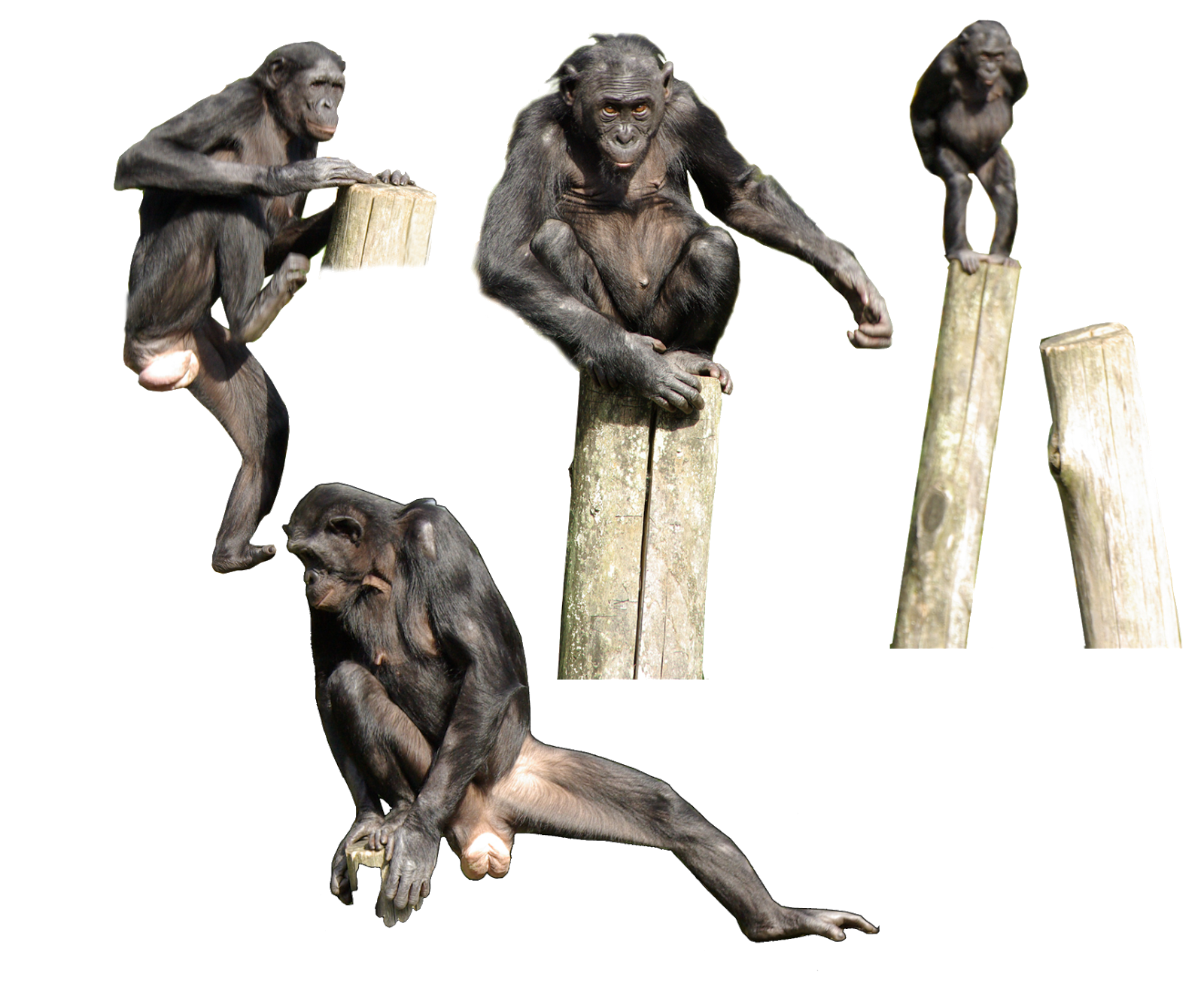 chimpanzee hand morphology chimpanzee hand morphology