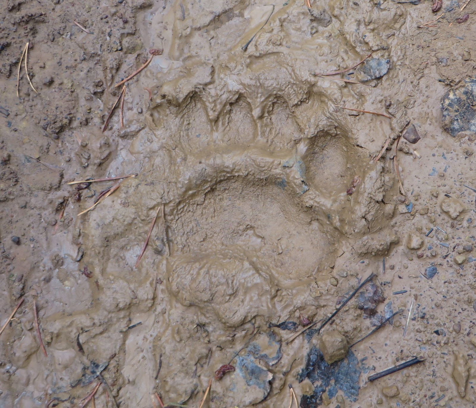 bear tracks bear tracks