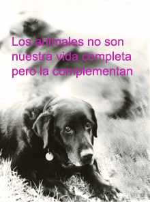 los animales nos complementan