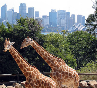 Giraffes at Taronga Zoo