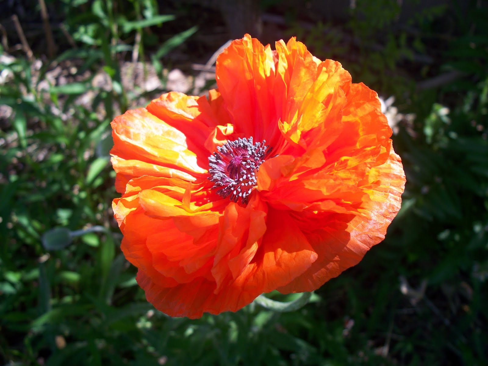 NanciWorld Super Plants