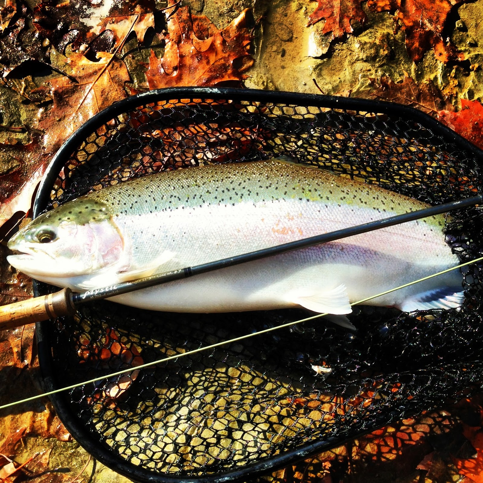 Autumn Siren Flies White Death