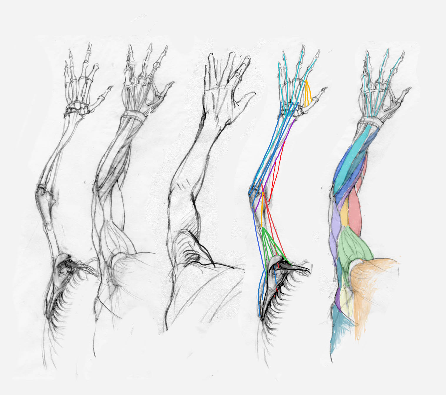 man4art: Arm studies