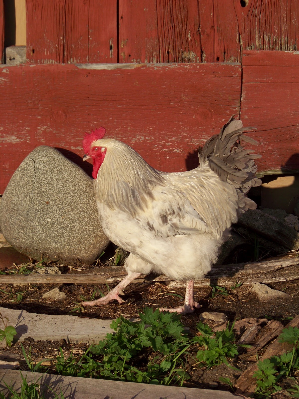 Tough Meat, Tough Decisions Intro to Homemade Chicken Sausage