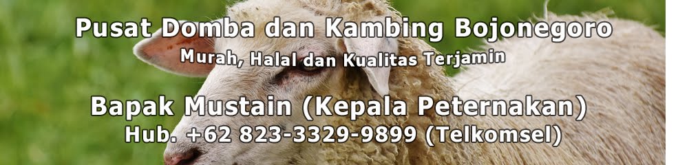 Jual Domba dan Kambing Indonesia | 082-333-288-899 (Telkomsel)