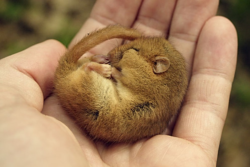 Roman Food Dormice