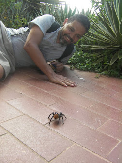 Tarántula Azul de Paraguaná