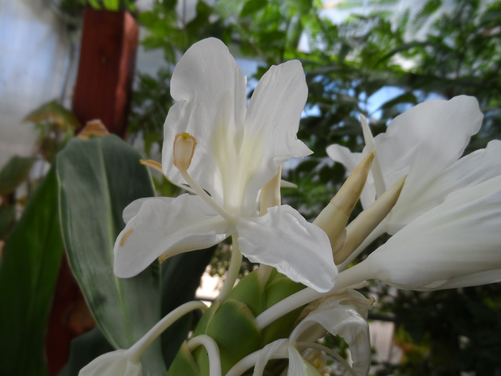 Edible Tropicals White Butterfly Ginger