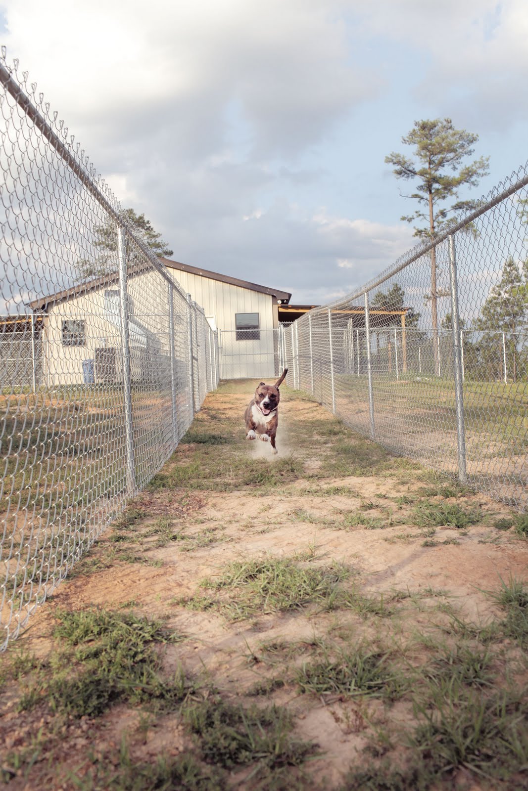 Lucky Dog Rescue Blog Lucky Dog Retreat