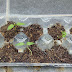 Update Kebun Mini