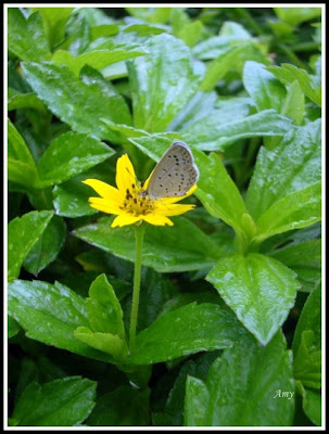 Butterfly on a flower