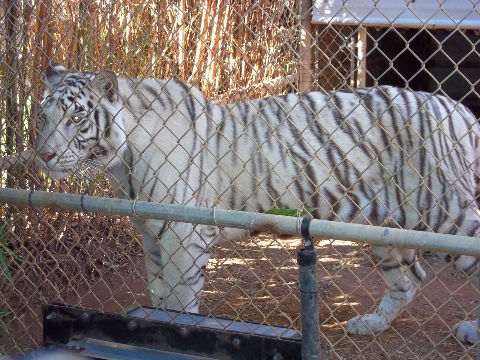 A Boy and His Blog Tiger Creek Wildlife Refuge