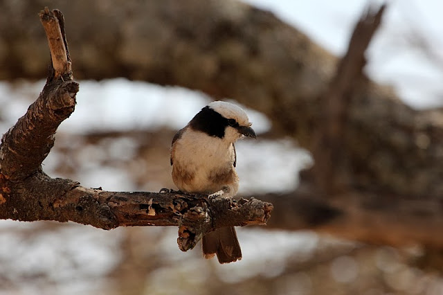 Northern White-crowned Shrike Eurocephalus rueppelli Northern White-crowned Shrike Ethiopia