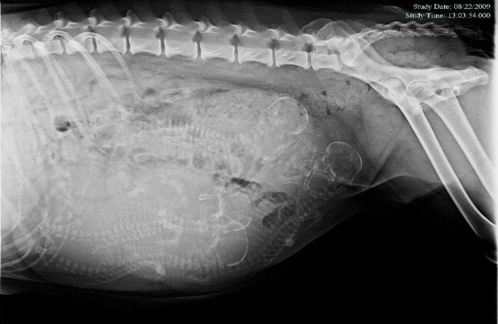 Anorexic patients perceive themselves as fat but do not misjudge others Highland Springs Pet Services, LLC: So You Want to Breed Your Dog?