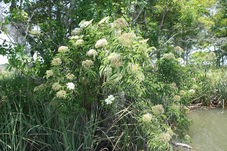 Water Hemlock