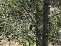 Zoomed in view of owl along Fish Canyon Trial, Angeles National Forest Zoomed in view of owl along Fish Canyon Trial, Angeles National Forest