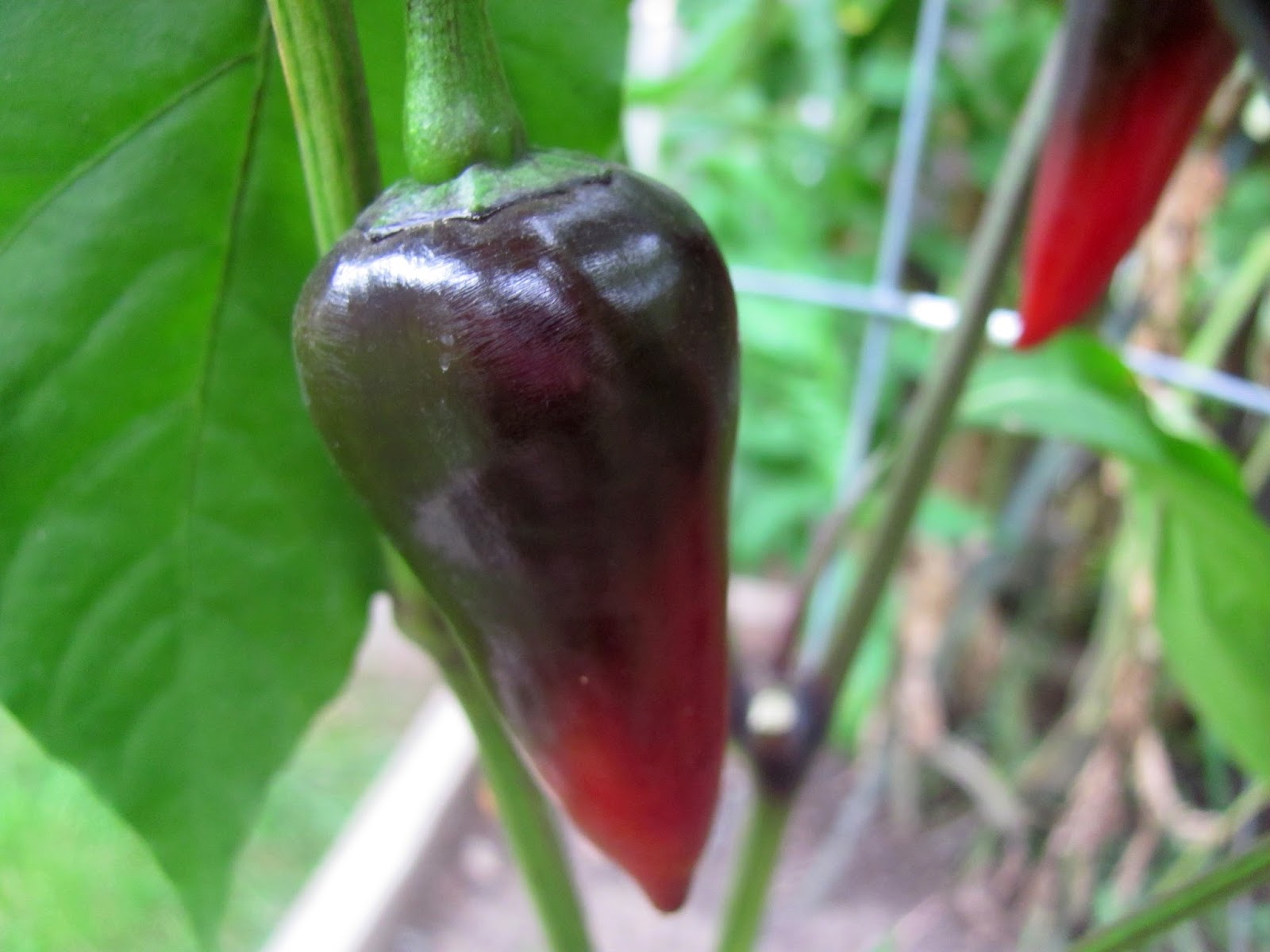 Sweet Domesticity Black Hungarian Pepper