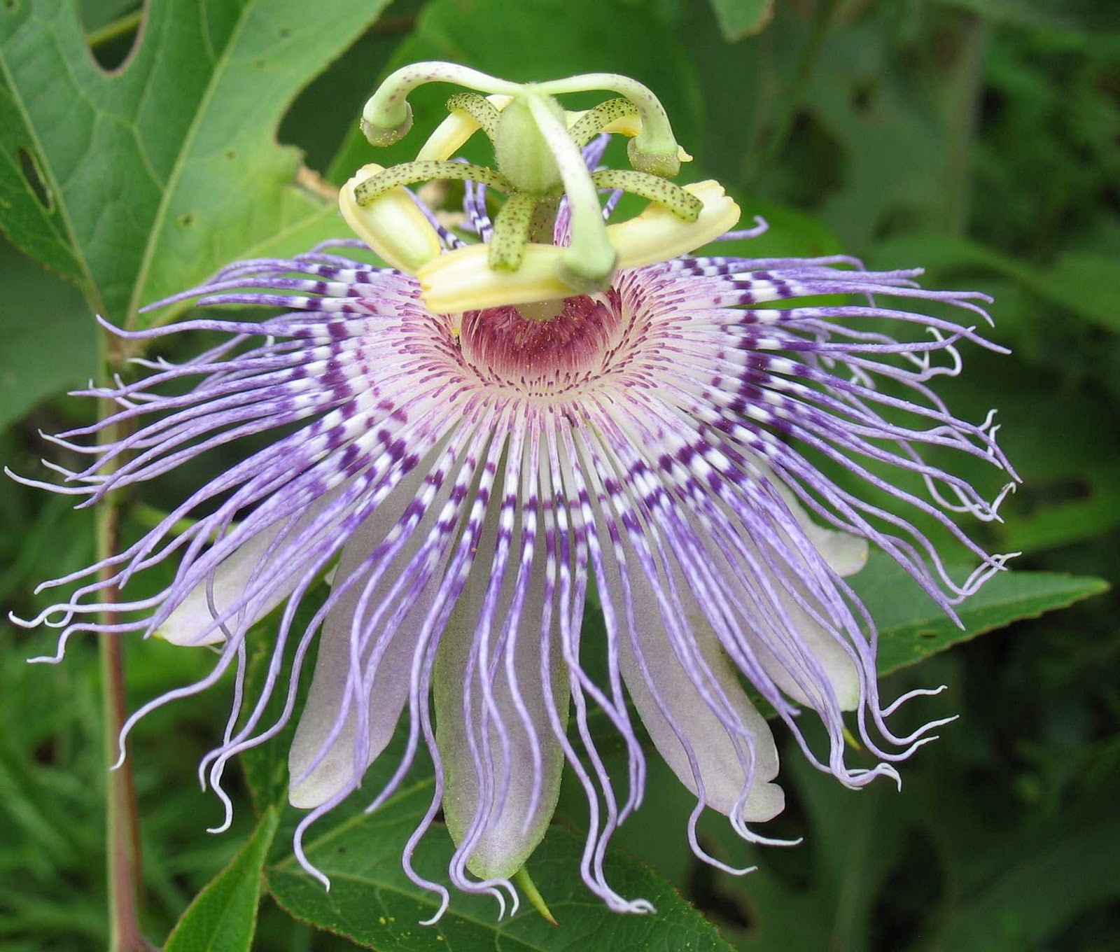 Using Native Plants Native Vines Grow on You