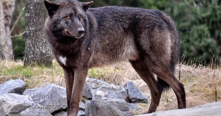White Wolf 17 Photos Of Amazing Animals Born With Heart