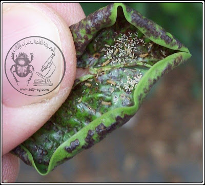 التربس thrips الوصف المورفولوجي ودورة الحياة والمكافحة المتكاملة مظهر الإصابة على الأوراق بالتربس thrips الوصف المورفولوجي ودورة الحياة والمكافحة المتكاملة