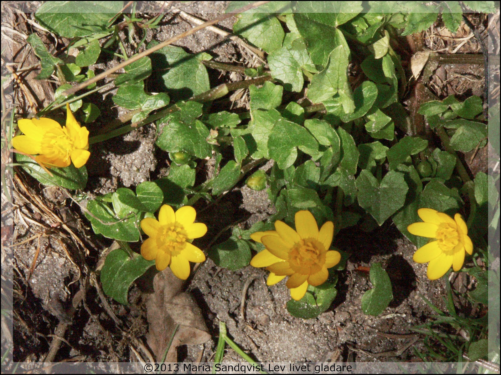 Lev livet gladare: 2013 04 01 2013 05 01