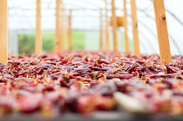 slow life,piments,espelette,pays basque,souraïde,vaches,healthy life,healthy food,l'équilibre est dans le pré