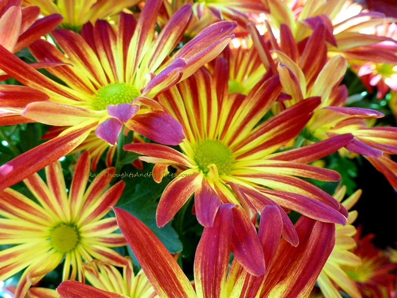 Pelee Mums Raw Thoughts and Feelings