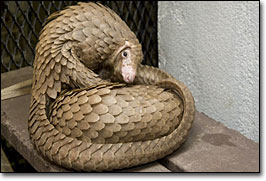 Animals Wallpapers: African Tree Pangolin