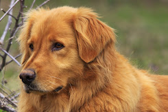 GOLDEN DOG OF THE LAKES