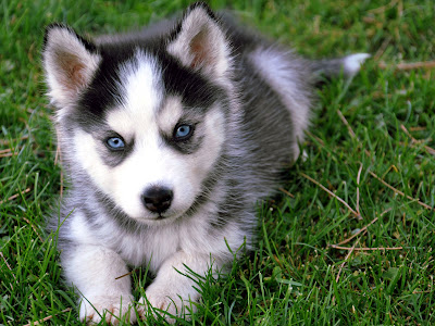 Siberian+Husky+puppy.jpg