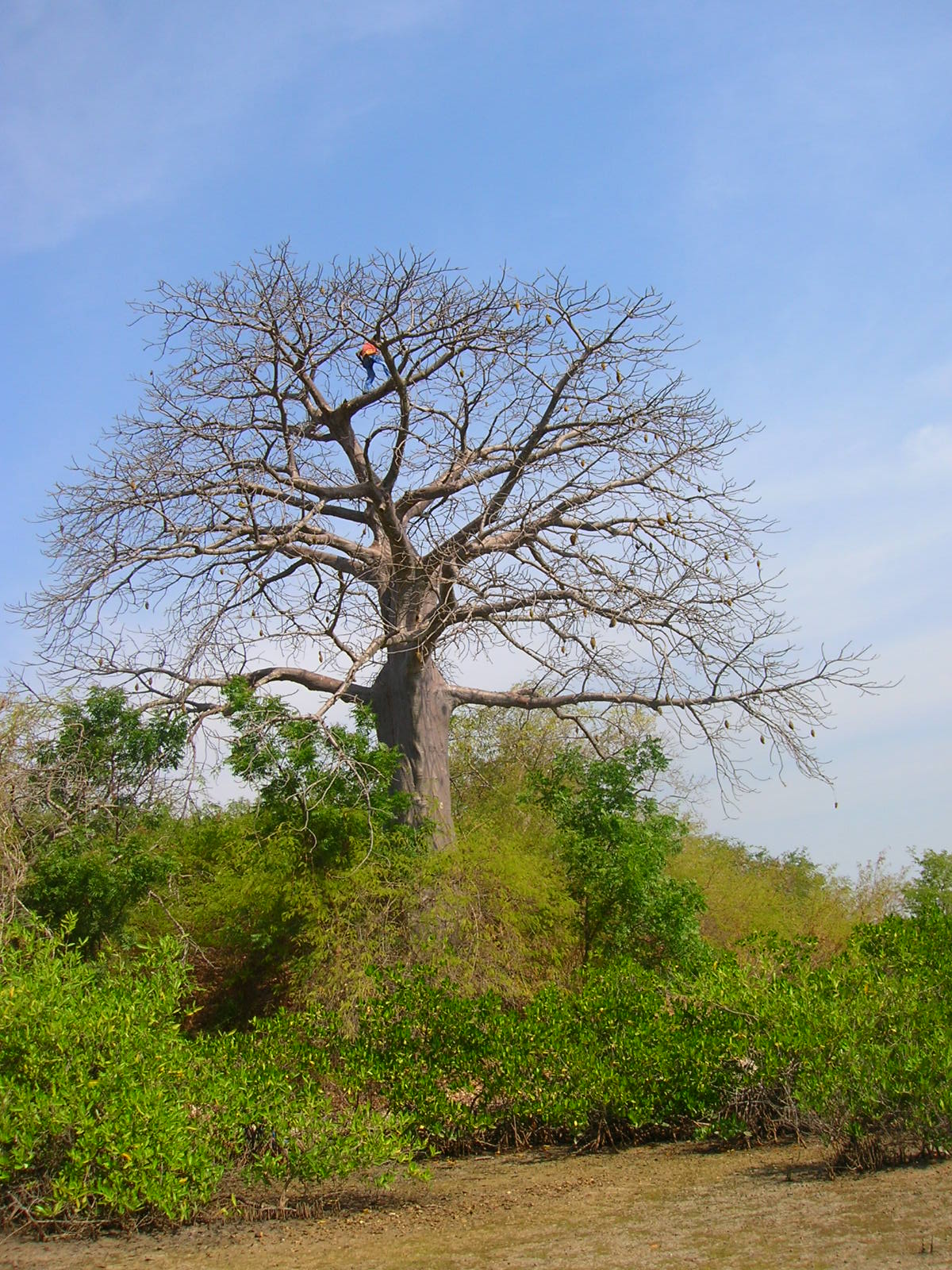 Nébéday, l’environnement au coeur du développement: décembre 2011