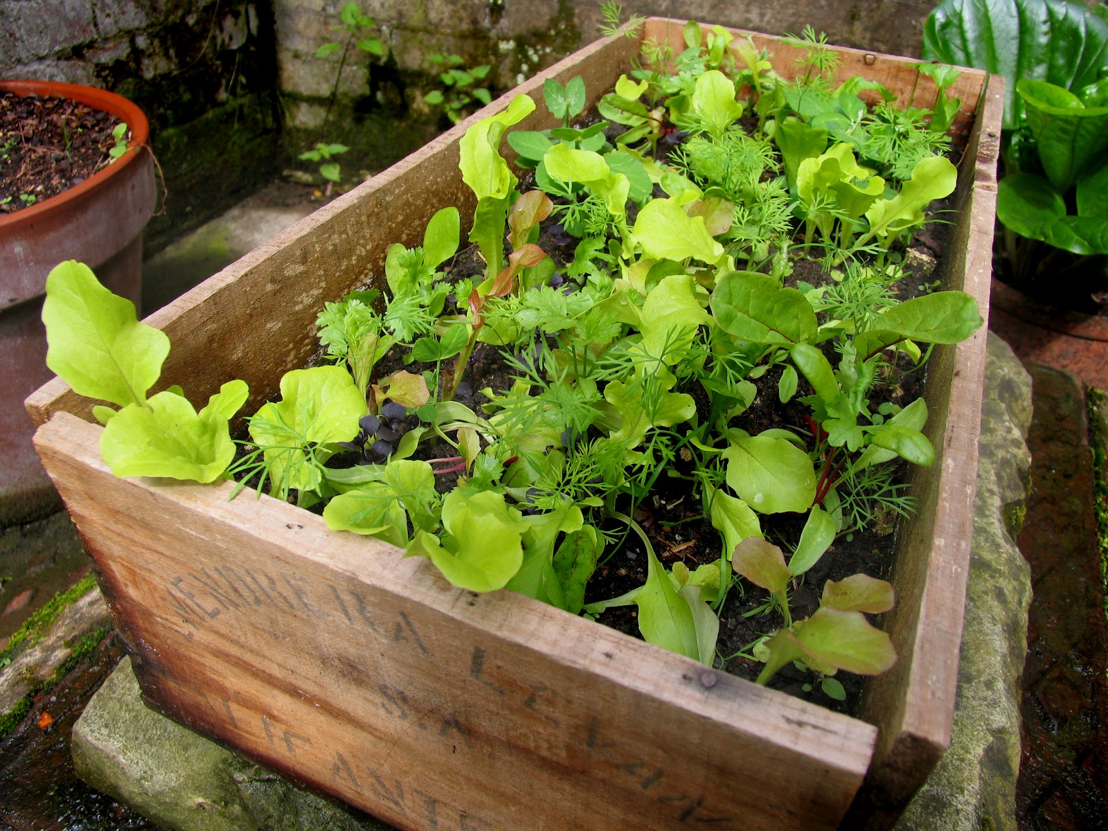 Salad Box II The Impulsive Gardener