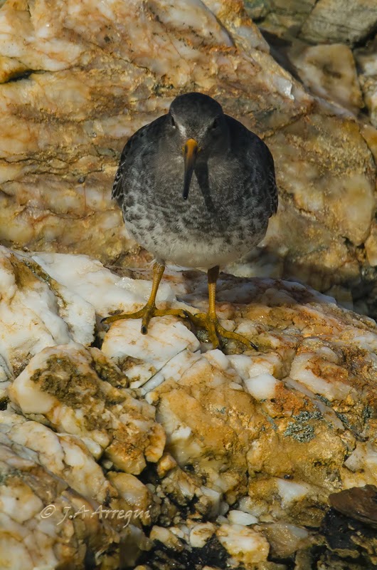 Correlimos oscuro, Calidris maritima, Purple Sandpiper Correlimos oscuro, Calidris maritima, Purple Sandpiper