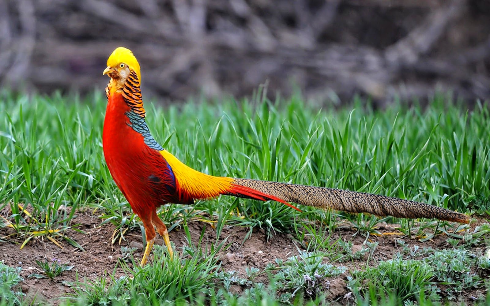 Golden Pheasant - wide 1