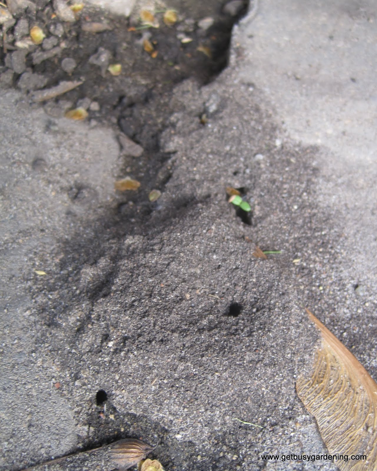 Garden Ants Friends or Foes? Get Busy Gardening