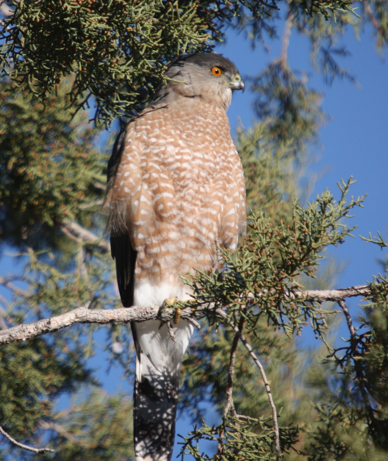 Bird Man of Bridgewater Sedona Arizona