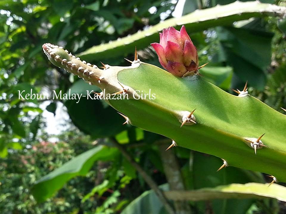 Kebun MalayKadazan girls Home Grown Dragon Fruit