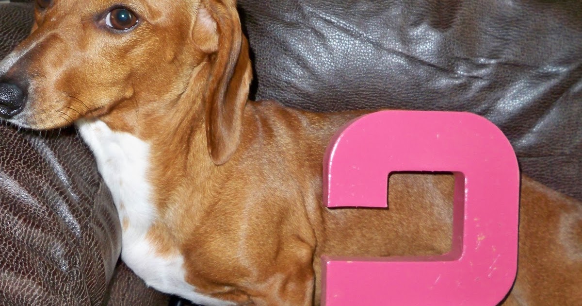 Rosenbergh Fam Weiner Dogs on Wednesday