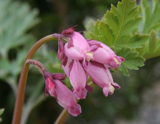 Dicentra formosa