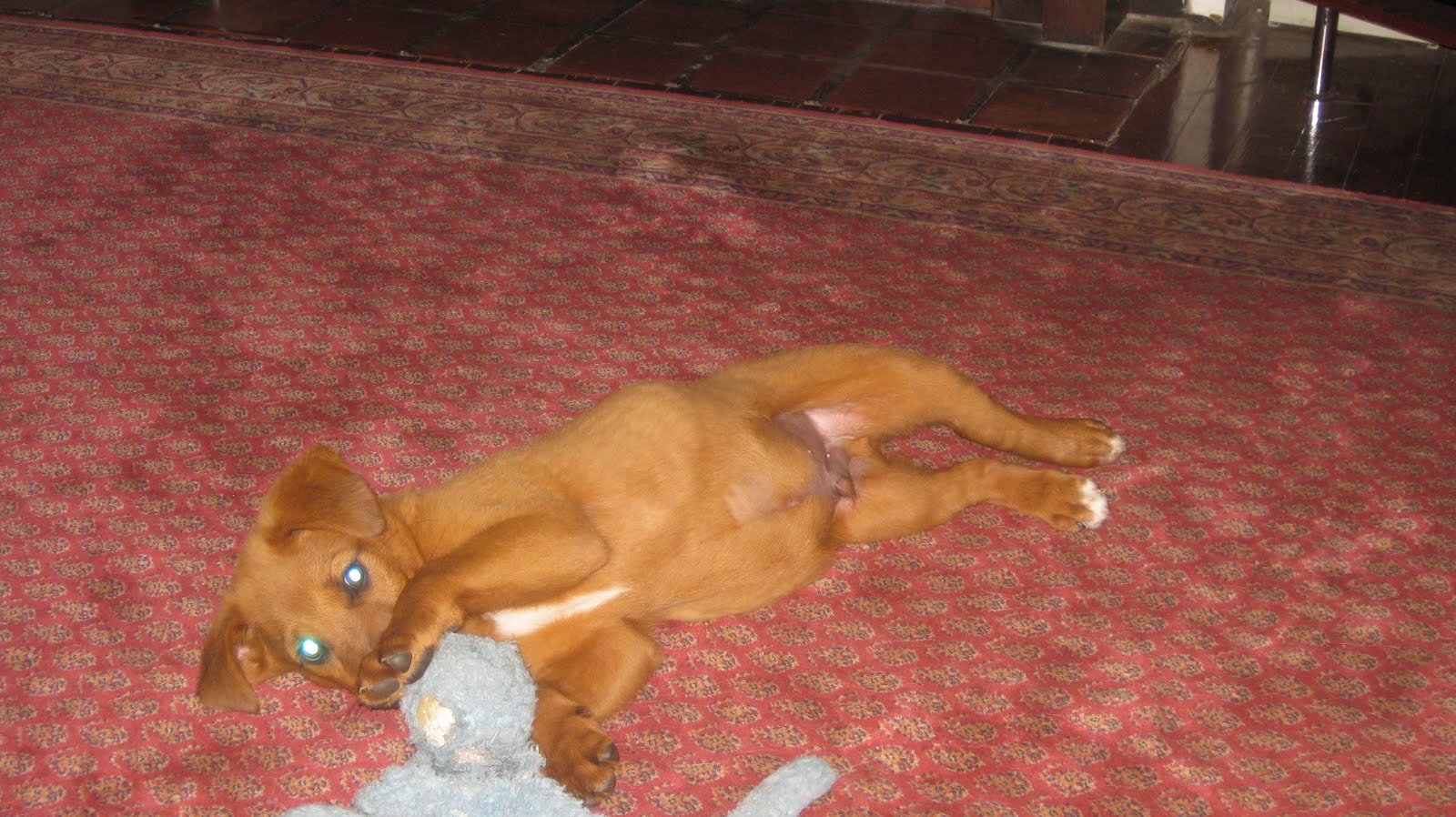 The Tails That Wag the Hammonds Willy's Woes