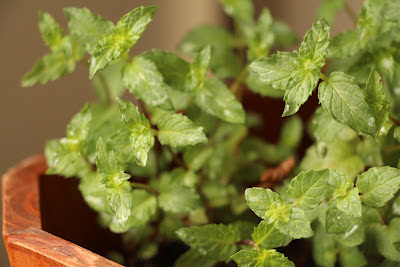 potted-mint.alt.jpg