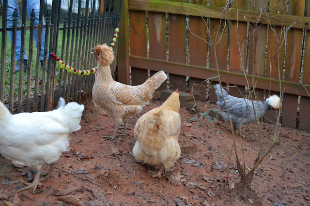 backyard chickens, chicken treats, http://growingdays.blogspot.com