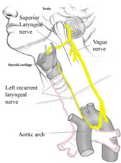 Tutorials in otolaryngology: Left recurrent laryngeal nerve
