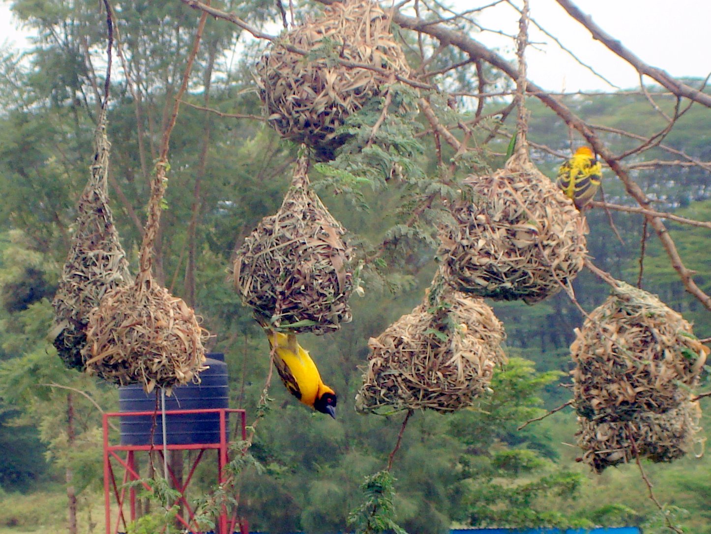 African Savanna Birds